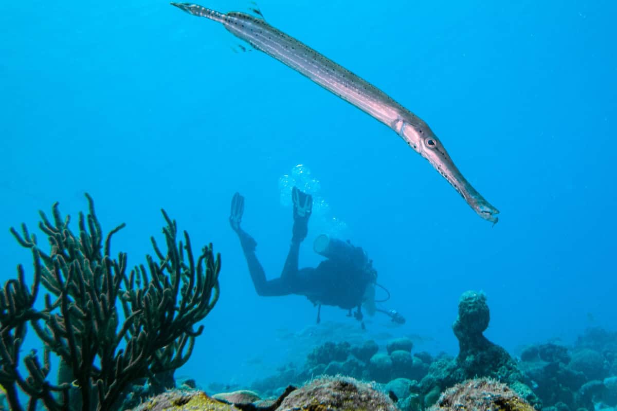 Buceo