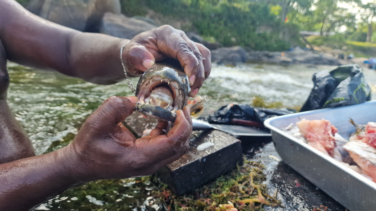 3 Dagen Jaw Jaw Atela (Suriname)