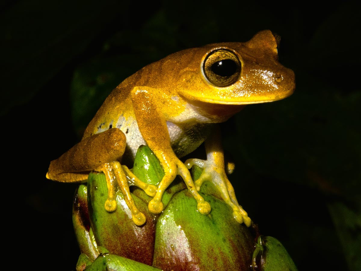 Paseo nocturno por el parque natural Peperpot (Surinam)