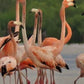 3 días Bigi Pan Akira Overwater Resort (Surinam) 