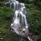 Brownsberg Nature Park Day Trip (Suriname) 