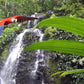 Brownsberg Nature Park Day Trip (Suriname) 