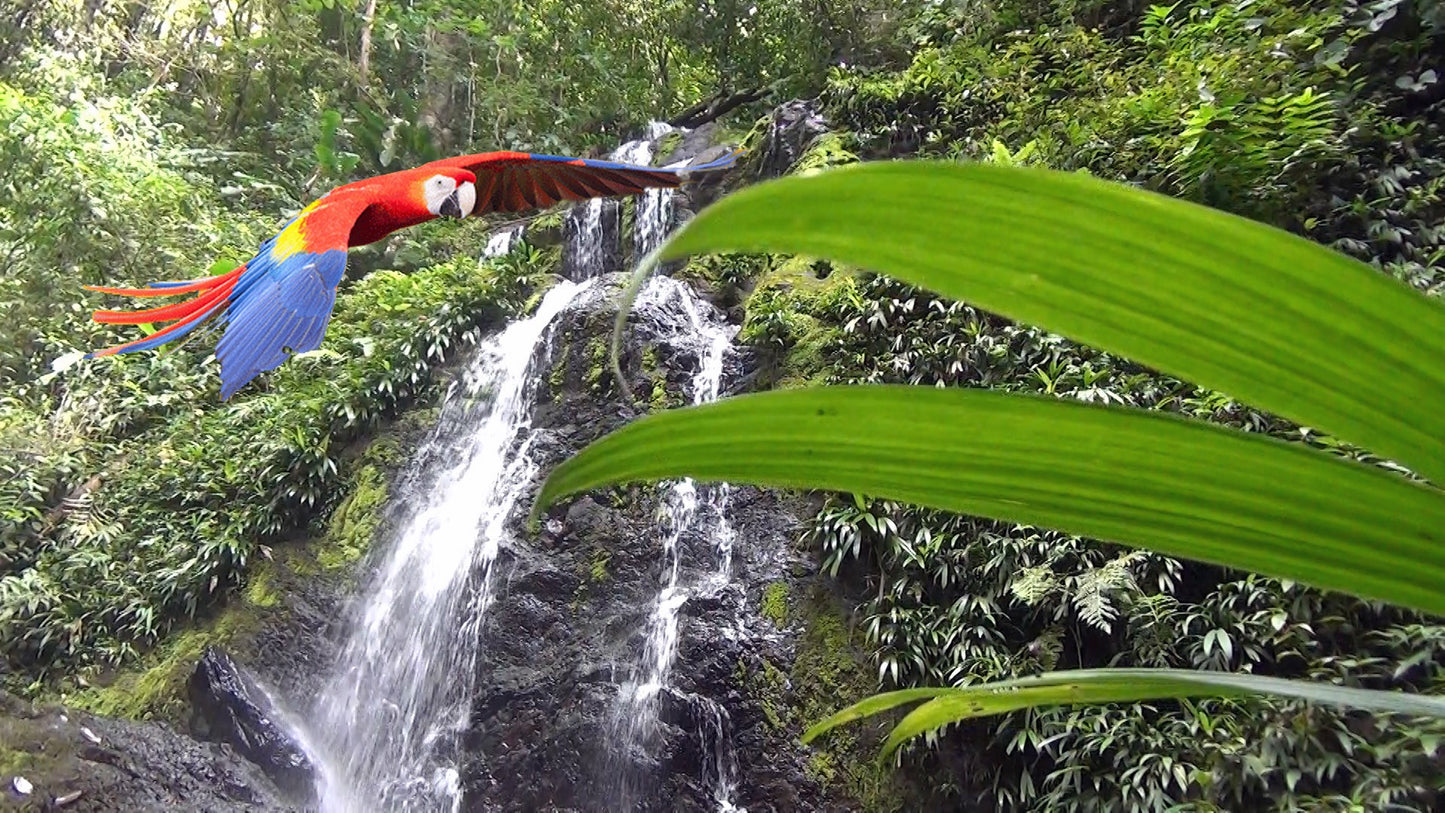 Excursión de un día al parque natural de Brownsberg (Surinam) 