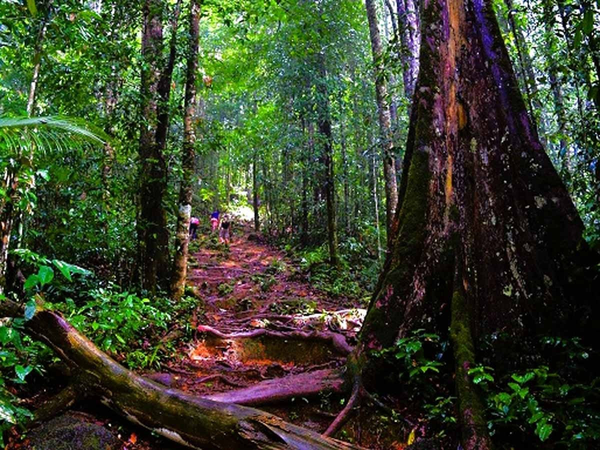 Excursión de un día al parque natural de Brownsberg (Surinam) 