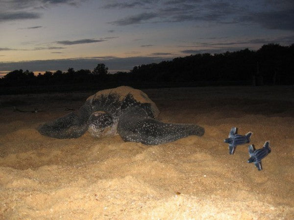 Turtle Tour in the Evening (Suriname)