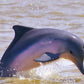 Avistamiento de delfines (Surinam) 