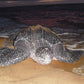 Schildpaddentour in de avond (Suriname)