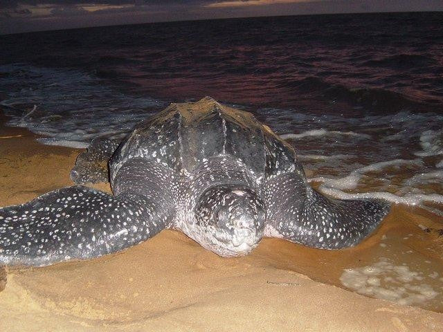 Turtle Tour in the Evening (Suriname)