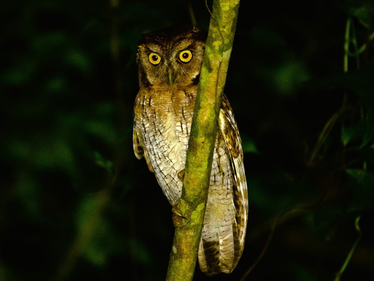 Paseo nocturno por el parque natural Peperpot (Surinam)