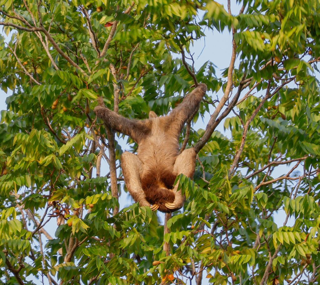 Spotting sloths in Paramaribo (Suriname)