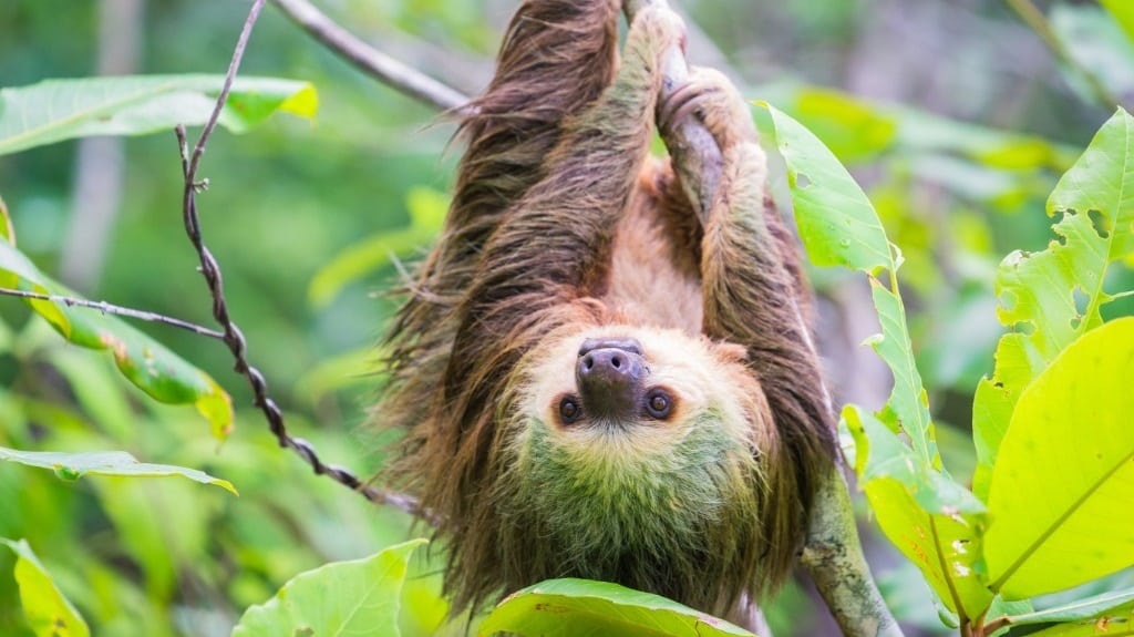 Spotting sloths in Paramaribo (Suriname)