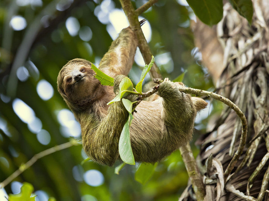 Spotting sloths in Paramaribo (Suriname)