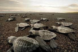 Turtle Tour in the Evening (Suriname)