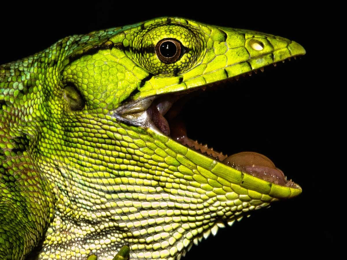 Paseo nocturno por el parque natural Peperpot (Surinam)