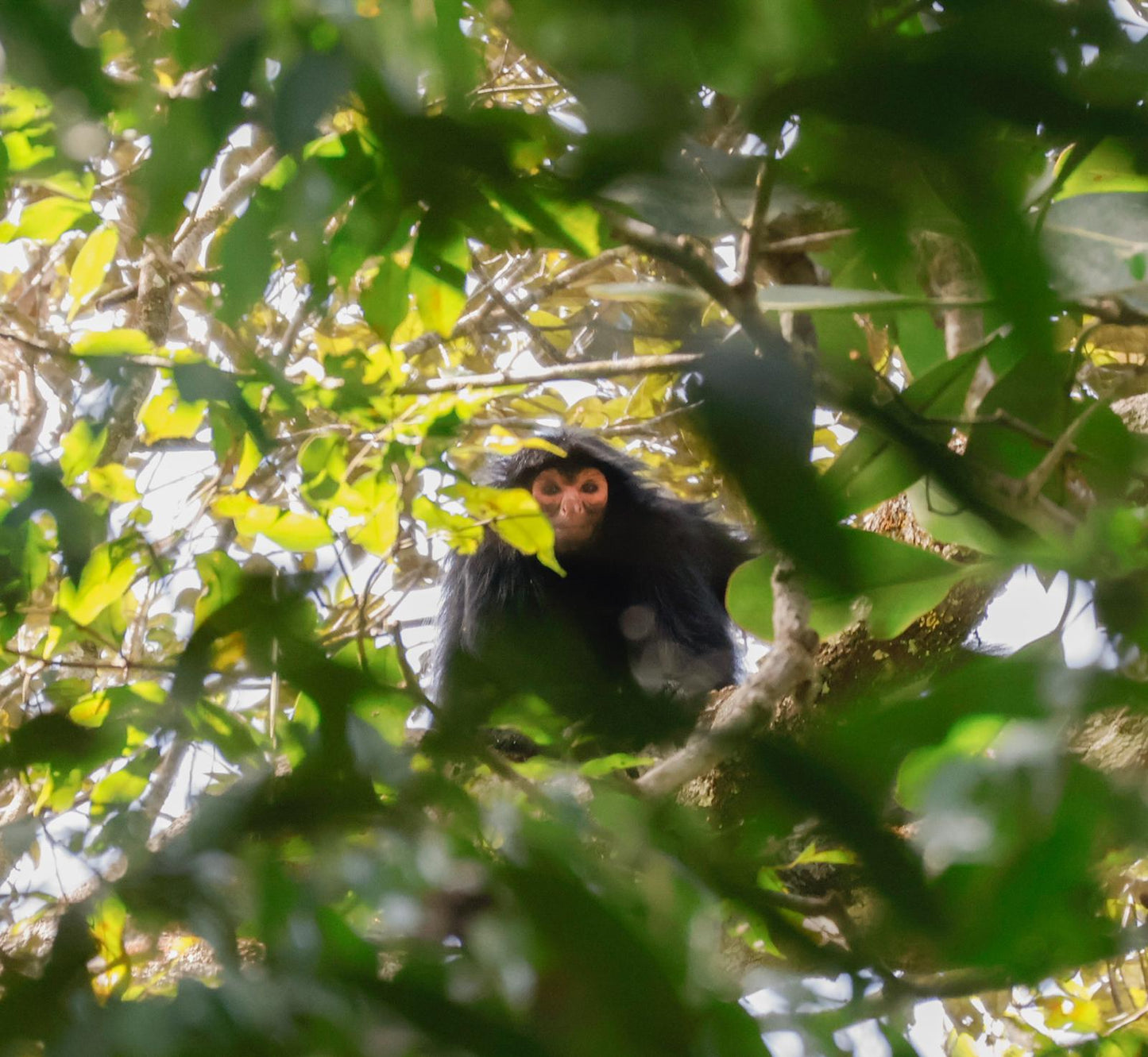 4 Dagen Fredberg Jungle Avontuur (Suriname)