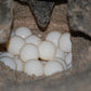 Schildpaddentour in de avond (Suriname)