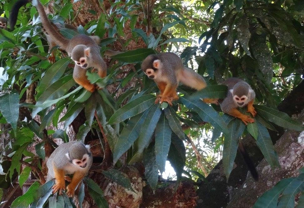 4 Dagen Raleighvallen Voltzberg (Suriname)