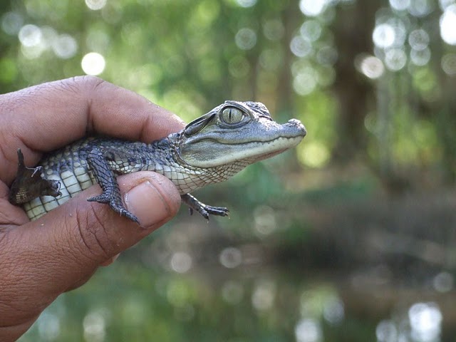 Dolphin and caiman spotting (Suriname)