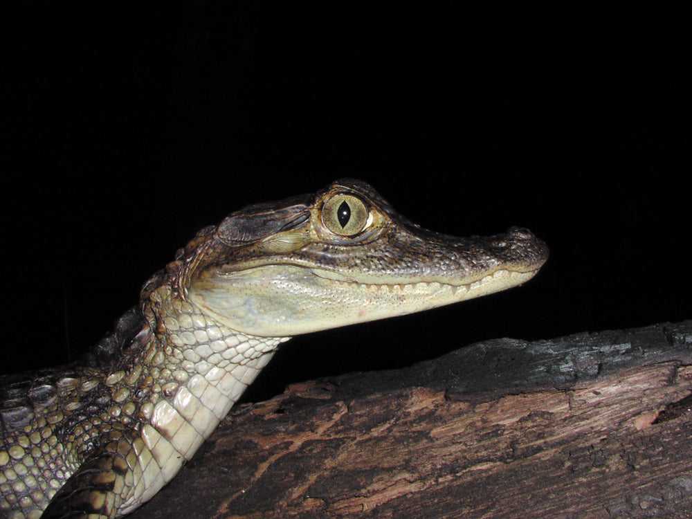 Dolphin and caiman spotting (Suriname)