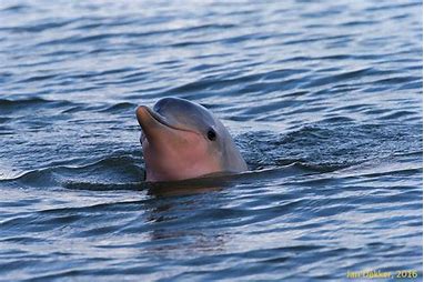 Dolphin and caiman spotting (Suriname)