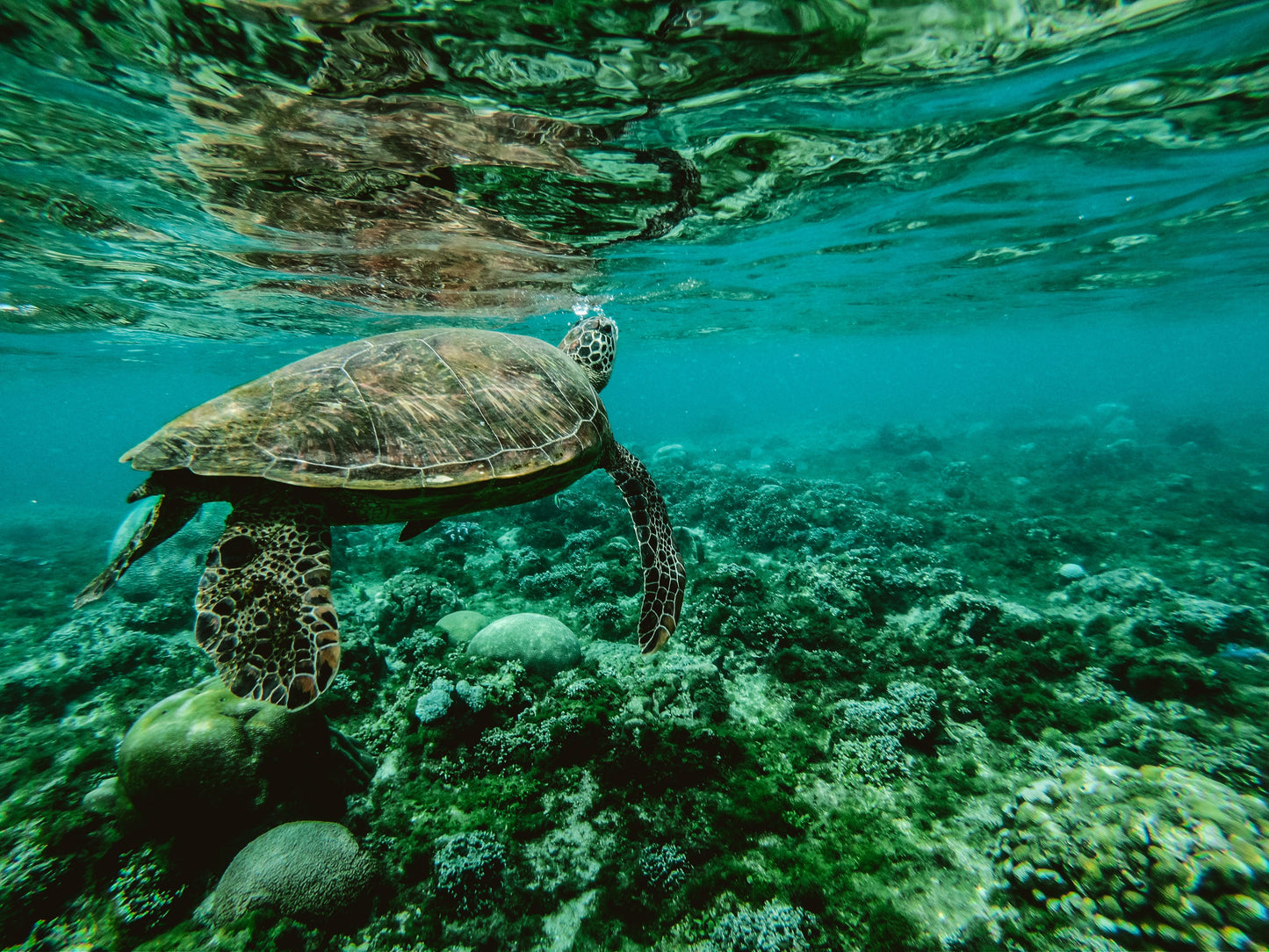 Curso de fotografía submarina de día completo (Bonaire)