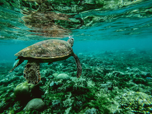 Curso de fotografía con dispositivos móviles (Bonaire)