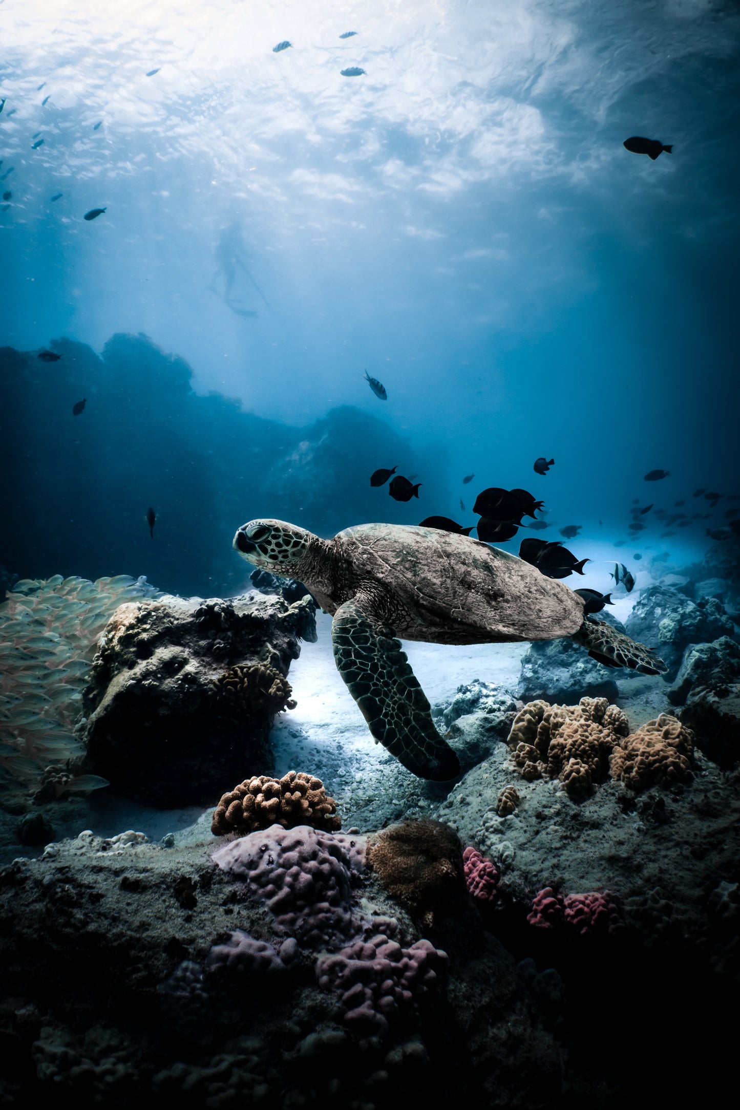 Sesión de fotos de buceo completo (Bonaire)