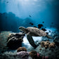1 tank duik inclusief uitrusting en tanks - Zuidkust (Bonaire)