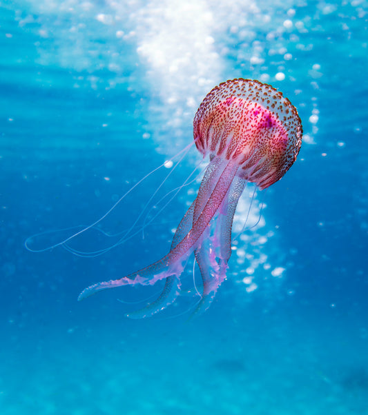 Introducción a la fotografía submarina (Bonaire)