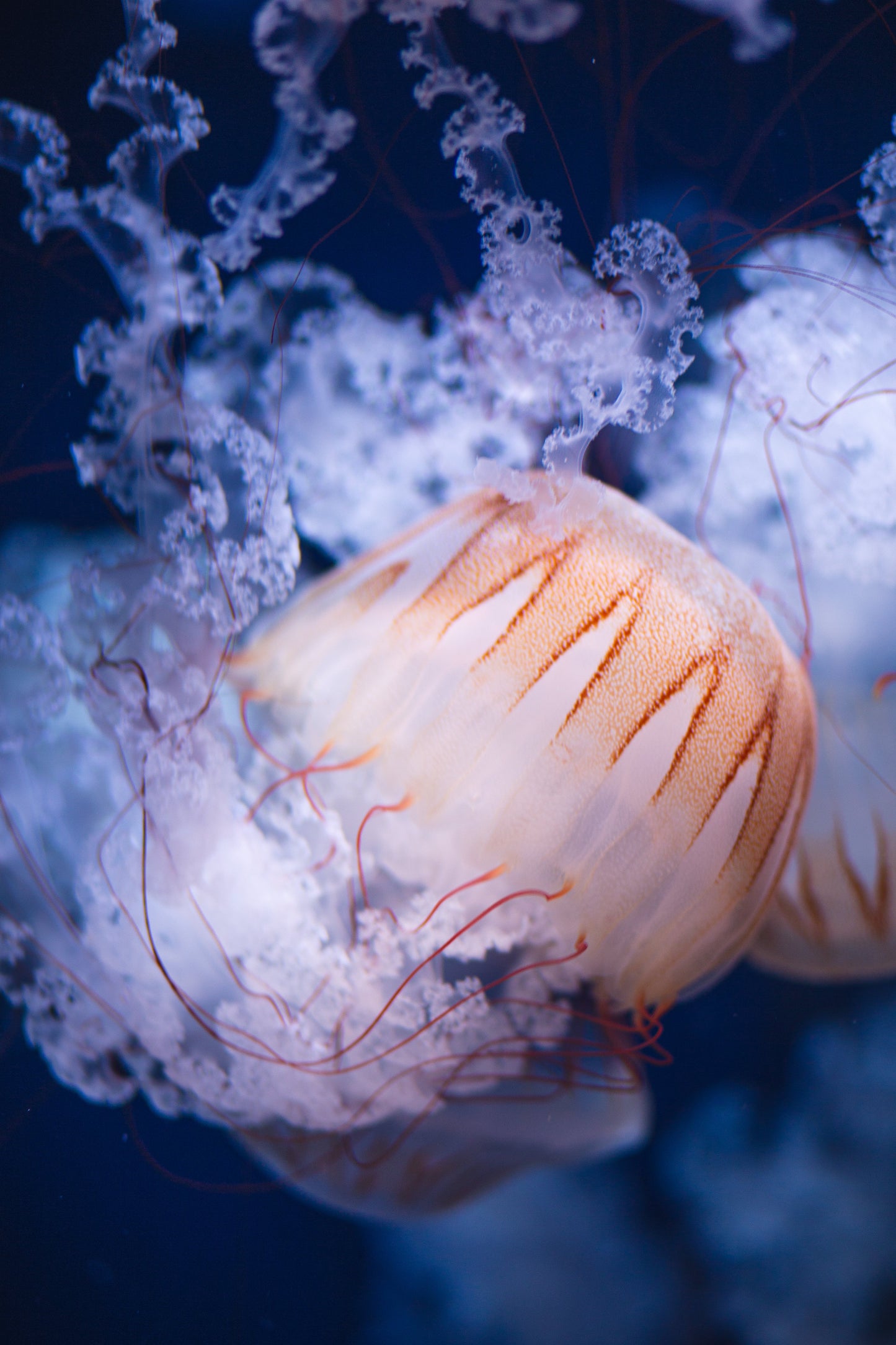 Curso de fotografía submarina de día completo (Bonaire)