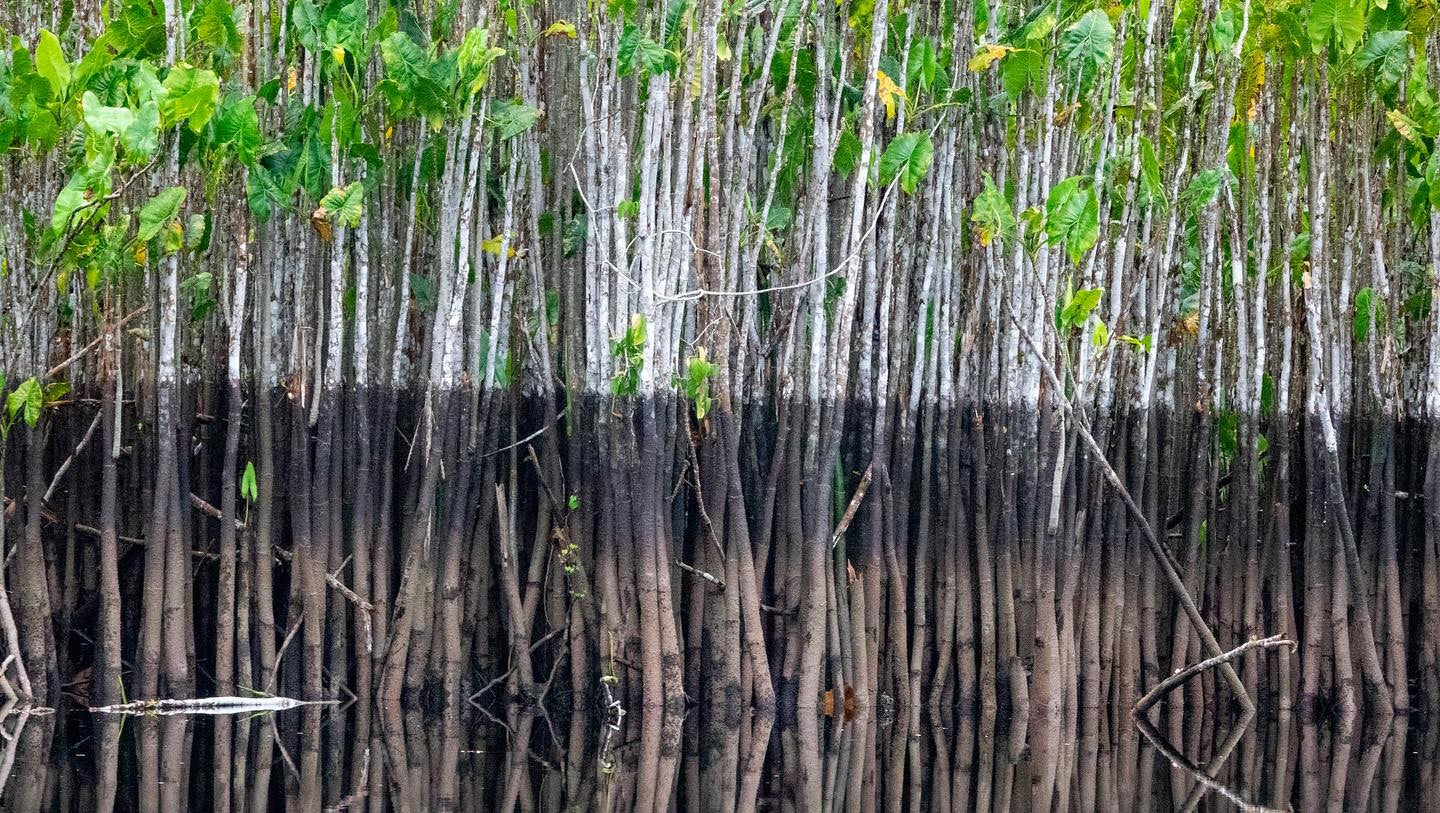 Viaje en kayak de 2 días a Coesewijne (Surinam)