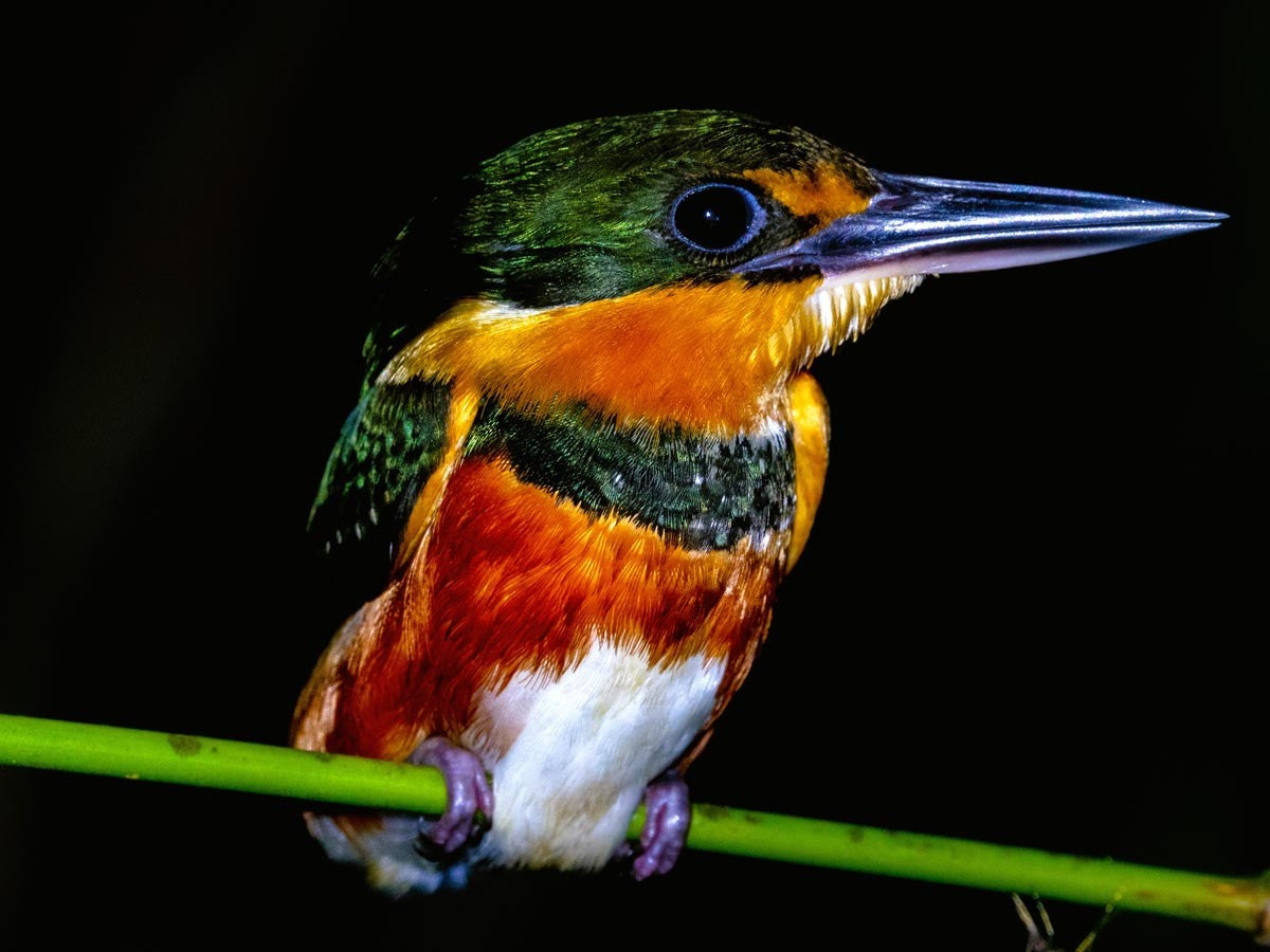 Paseo nocturno por el parque natural Peperpot (Surinam)