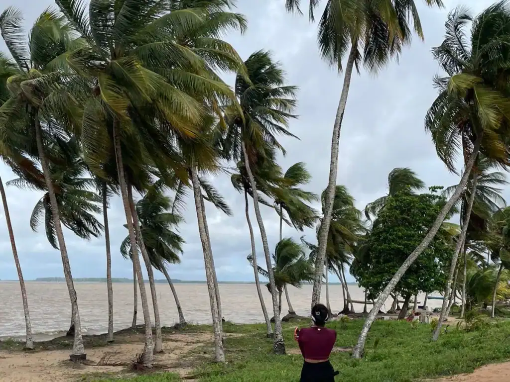 Palmbomen aan de oever van de Marowijnerivier bij Galibi in Noord-Suriname