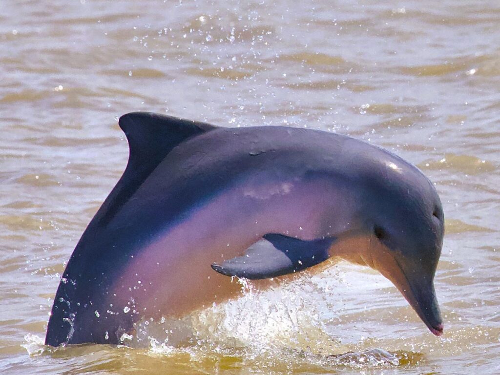 Avistamiento de delfines (Surinam)