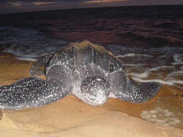 Schildpaddentour in de avond (Suriname) - Afbeelding 3
