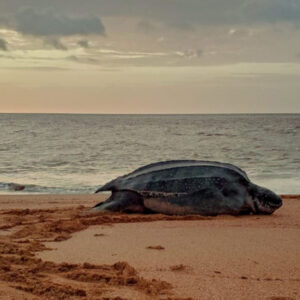 Excursión nocturna con tortugas (Surinam)