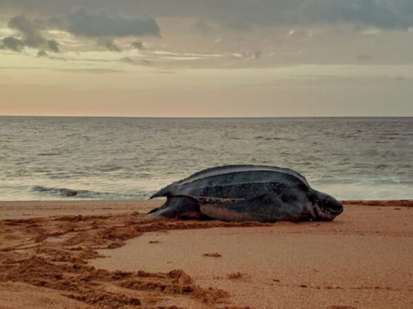Excursión nocturna con tortugas (Surinam)