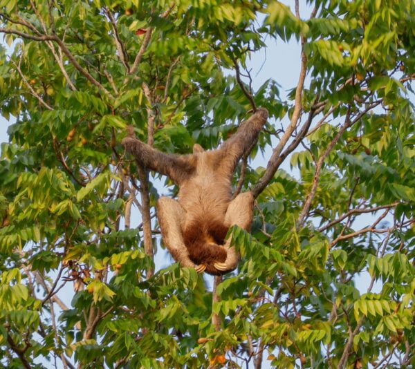 Luiaarden spotten in Paramaribo (Suriname) - Afbeelding 2
