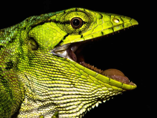 Peperpot Natuurpark Avondwandeling (Suriname) - Afbeelding 4
