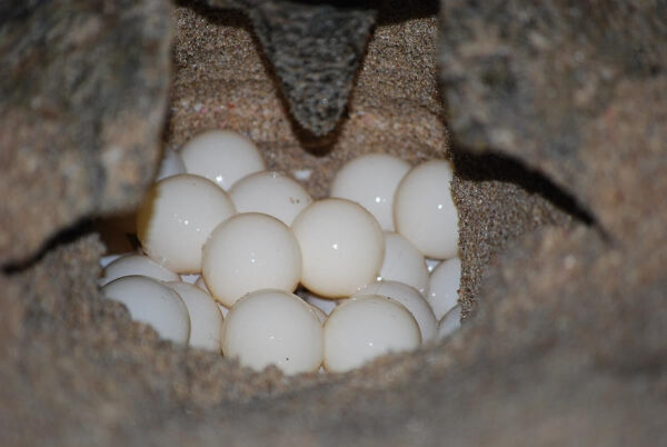Schildpaddentour in de avond (Suriname) - Afbeelding 4