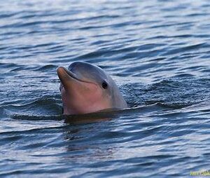 Avistamiento de delfines y caimanes (Surinam)