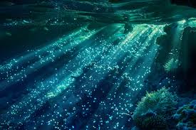 Nacht Snorkelen - Ostracode (Bonaire)