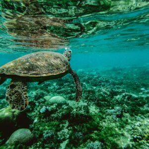 Curso de fotografía con dispositivos móviles (Bonaire)