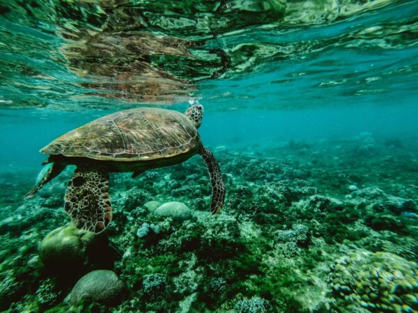 Cursus hele dag Onderwater-Fotografie (Bonaire) - Afbeelding 2