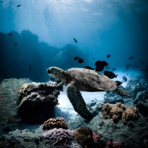 2 tank duik inclusief uitrusting en tanks - Westkust (Bonaire)