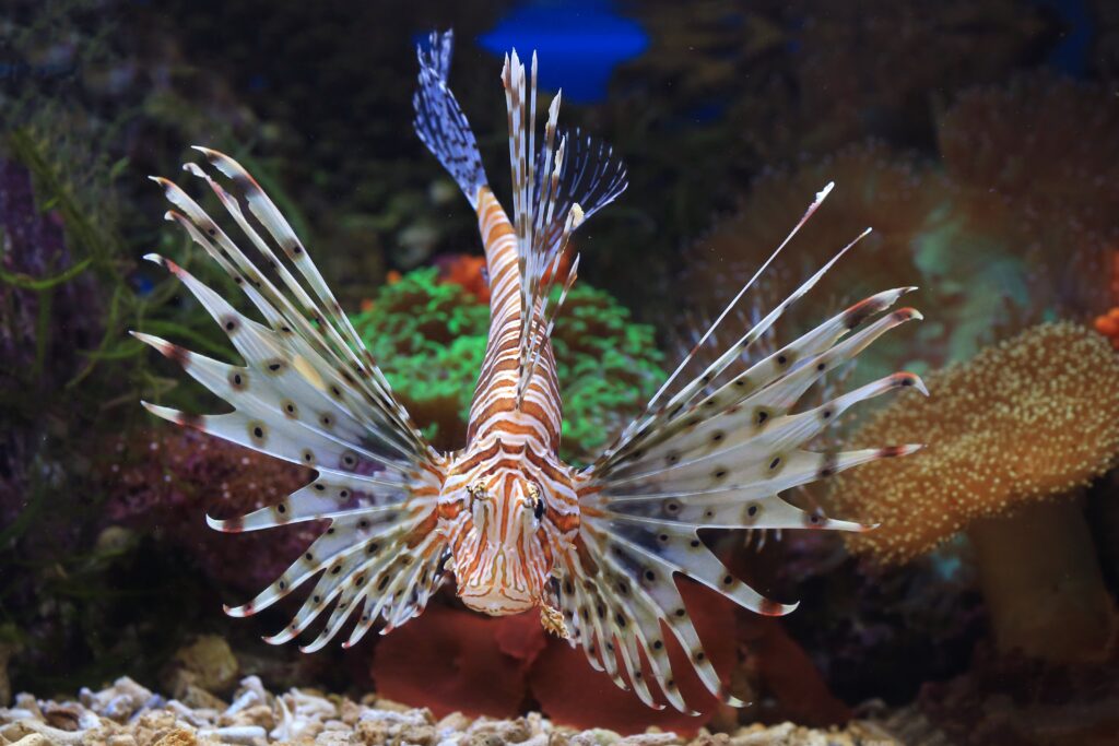 1 tank duik lionfish jagen en eten (Bonaire)