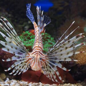 1 inmersión en tanque cazando y comiendo peces león (Bonaire)