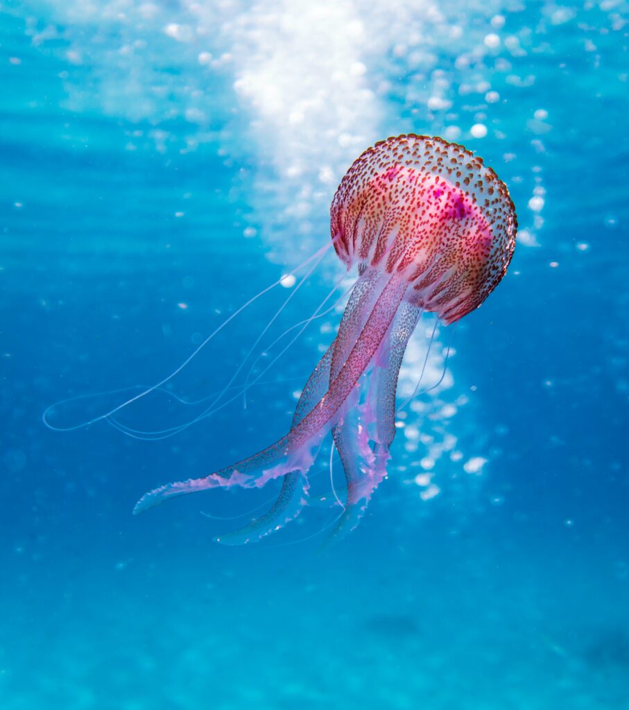 Introductie tot Onderwater-Fotografie (Bonaire)