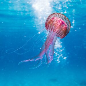 Introducción a la Fotografía Submarina (Bonaire)