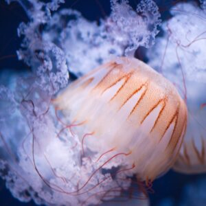 Curso de fotografía submarina de un día (Bonaire)
